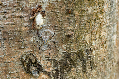 Herennia multipuncta