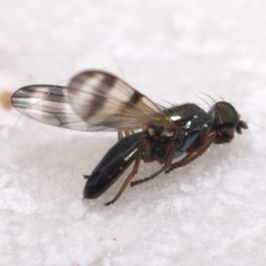 Chaetopsis fulvifrons