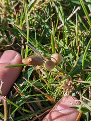 Galerina semilanceata