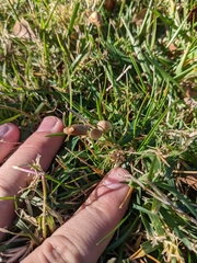 Galerina semilanceata