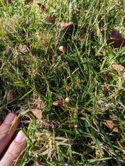 Galerina semilanceata