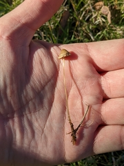 Galerina semilanceata
