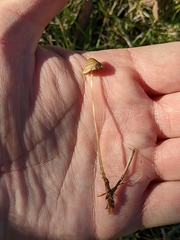 Galerina semilanceata