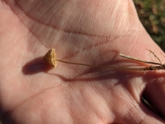 Galerina semilanceata