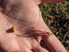 Galerina semilanceata