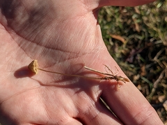 Galerina semilanceata