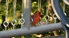 Cardinalis cardinalis