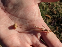 Galerina semilanceata