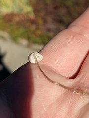 Galerina semilanceata