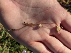 Galerina semilanceata