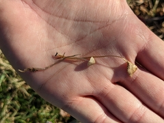 Galerina semilanceata