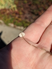 Galerina semilanceata