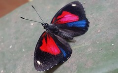 Catagramma pyracmon pyracmon