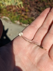 Galerina semilanceata