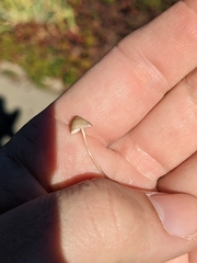 Galerina semilanceata