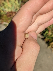 Galerina semilanceata