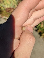 Galerina semilanceata