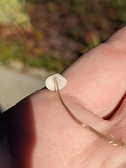 Galerina semilanceata