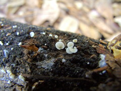 Clitopilus hobsonii