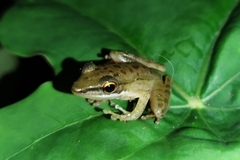 Chalcorana chalconota
