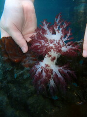 Dendronotus rufus