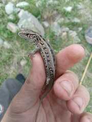 Lacerta agilis exigua