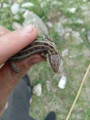 Lacerta agilis exigua