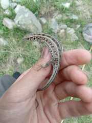 Lacerta agilis exigua