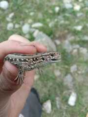 Lacerta agilis exigua