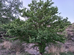 Crataegus mexicana