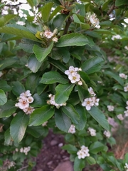 Crataegus mexicana