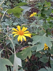 Tithonia
