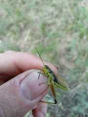 Podismopsis poppiusi