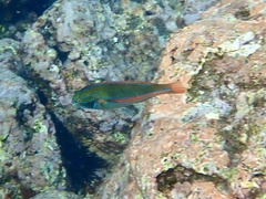 Stethojulis balteata