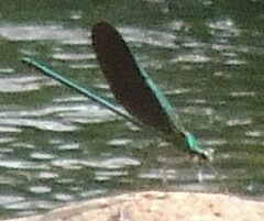 Neurobasis chinensis