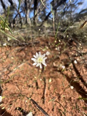 Podolepis capillaris
