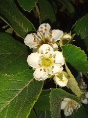 Crataegus mexicana