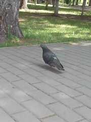 Columba livia domestica