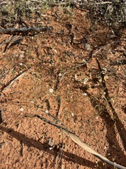 Podolepis capillaris