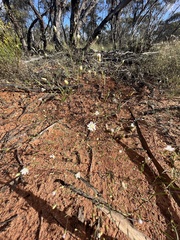 Podolepis capillaris