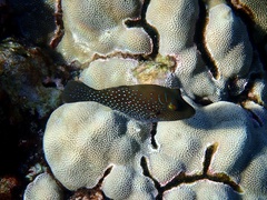 Canthigaster amboinensis