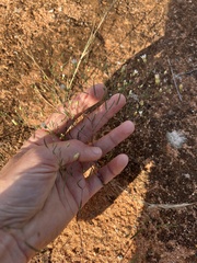 Podolepis capillaris