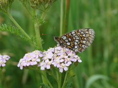 Melitaea athalia