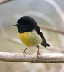 Petroica macrocephala macrocephala