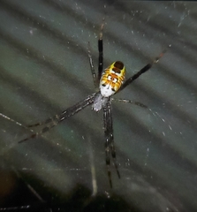 Cyrtophora cylindroides