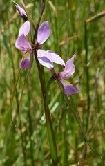 Diuris punctata