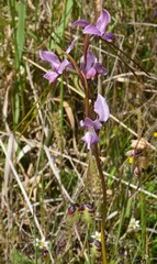 Diuris punctata