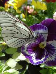 Aporia crataegi