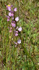 Diuris punctata