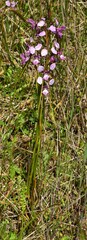 Diuris punctata